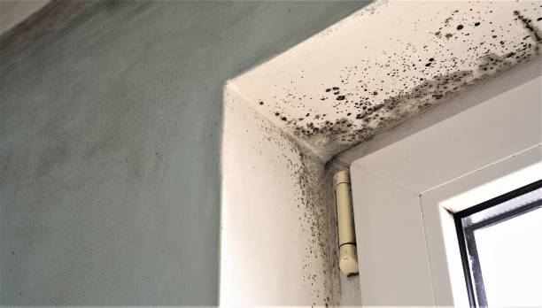 Best Industrial Mold Remediation  in Prattville, AL