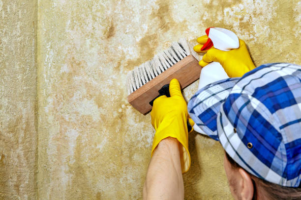 Best Post-Construction Mold Inspection  in Prattville, AL