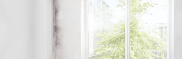 Mold Documentation for Insurance Claims in Prattville, AL
