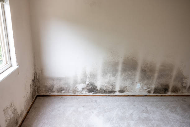 Best HVAC Mold Inspection and Cleaning  in Prattville, AL
